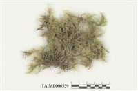 藏品(擬垂枝苔屬)的圖片